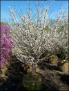 White Redbud